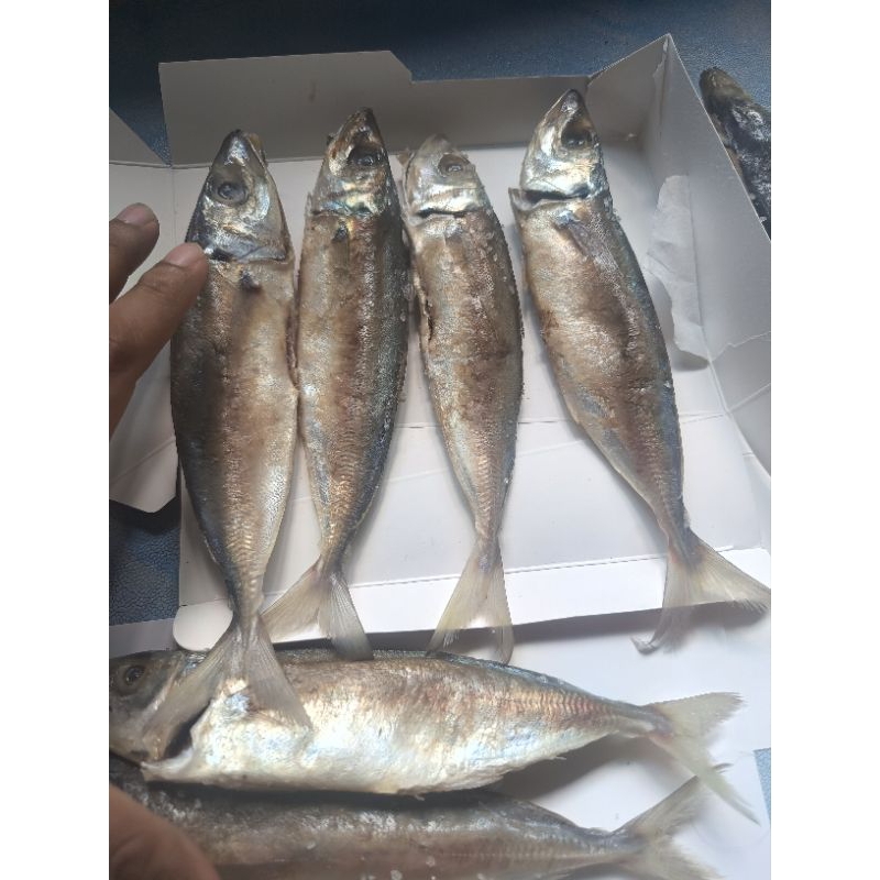 

Ikan Asin Peda Putih ( Asli Anambas ) Fresh Kualitas Premium