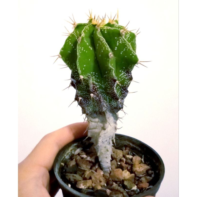 Astrophytum size besar. Kaktus astro dari biji.
