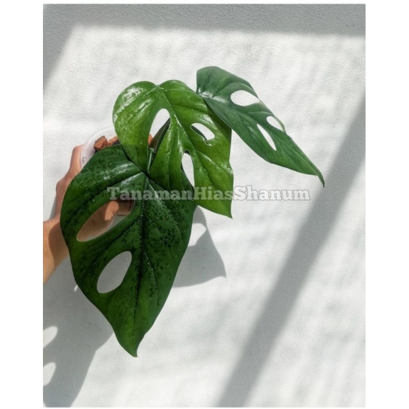 Promo COD tanaman hias rhaphidophora pertusa - tanaman rapidopora pertusa - rhaphidophora pertusa