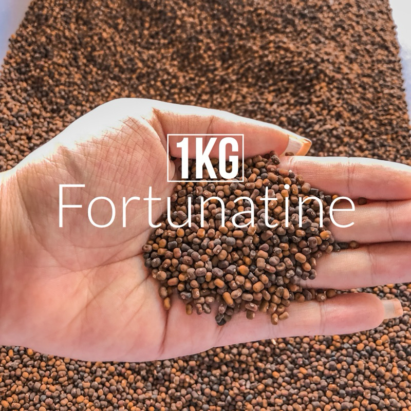 

1kg PJ Benih Bibit Tanaman / Biji Kacang Kacangan PJ Pueraria Javanica Beans Fortunatine