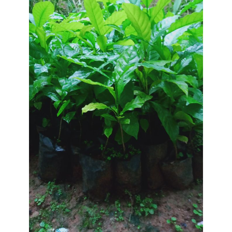 bibit kopi Arabika unggul berkualitas cabutan kopi asli Lampung kopi jenis ateng /isi 100 bibit