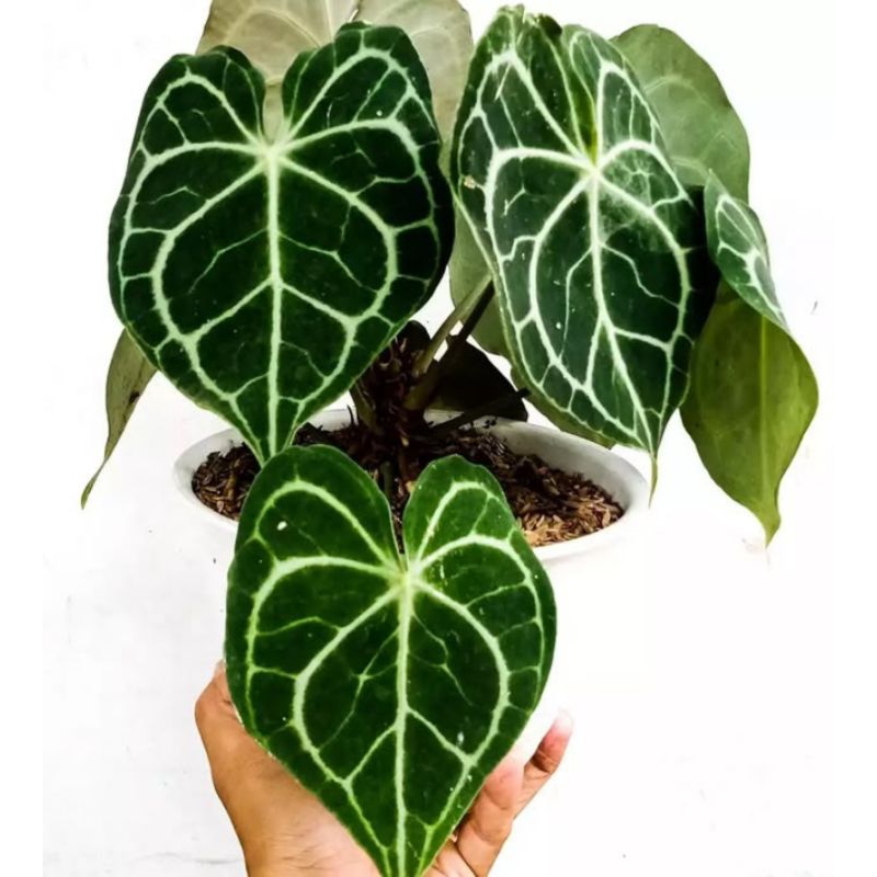 Tanaman Hias KG Tarantula – Unik, Elegan, dan Mudah Dirawat