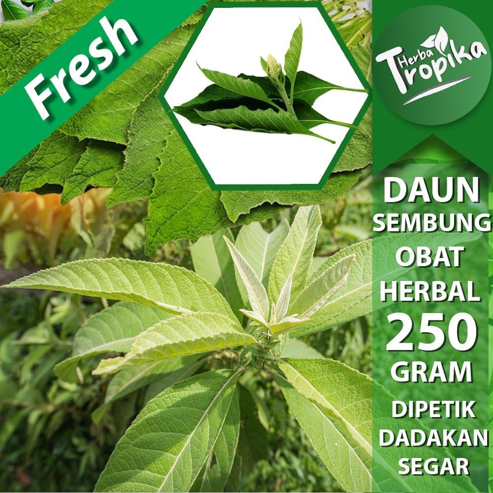 

Daun Semung/Sembung segar 250 gram obat herbal alami toko herba tropika