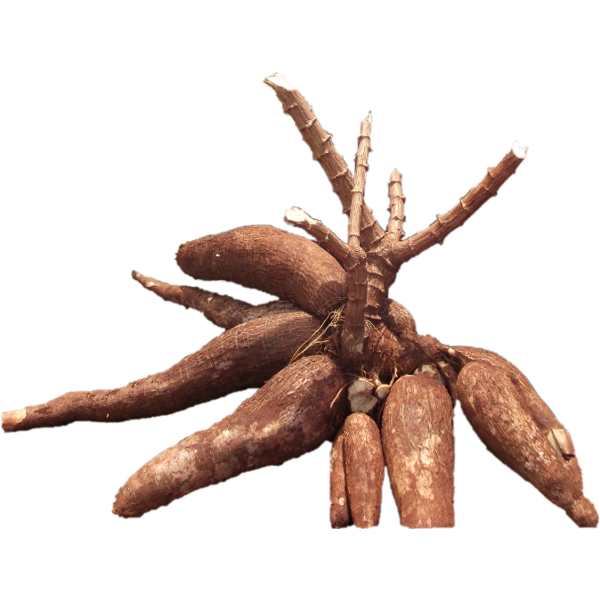 

ketela singkong 1kg-fresh-petik langsung kebun-makanan diet-kualitas super