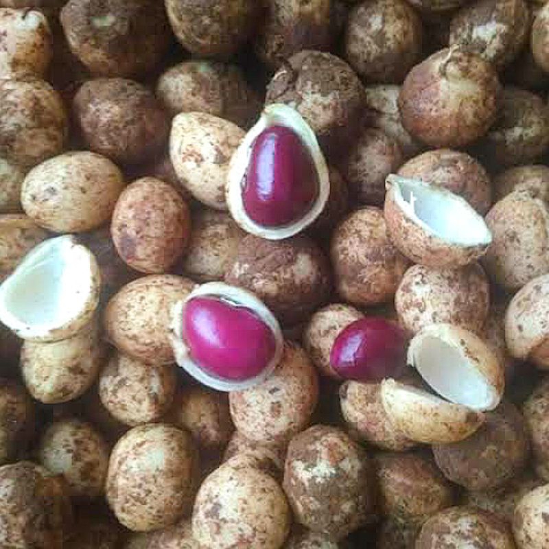 

Kacang Polong Khas Bogor 1 KG