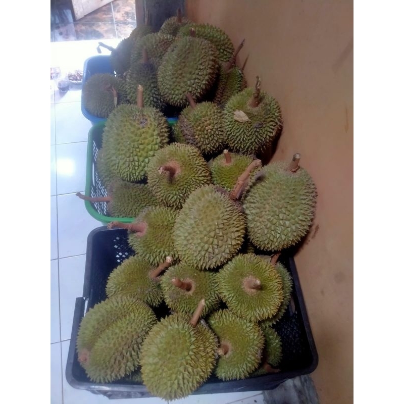 

DURIAN KUPAS ASLI MEDAN SINDIKALANG PROMO