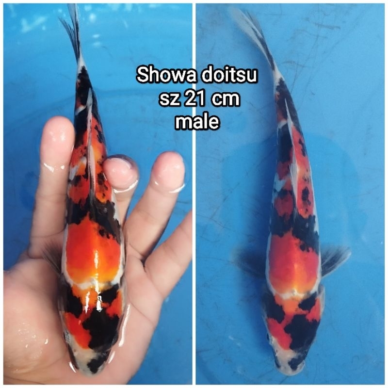 ikan koi blitar showa doitsu sz 21 cm male