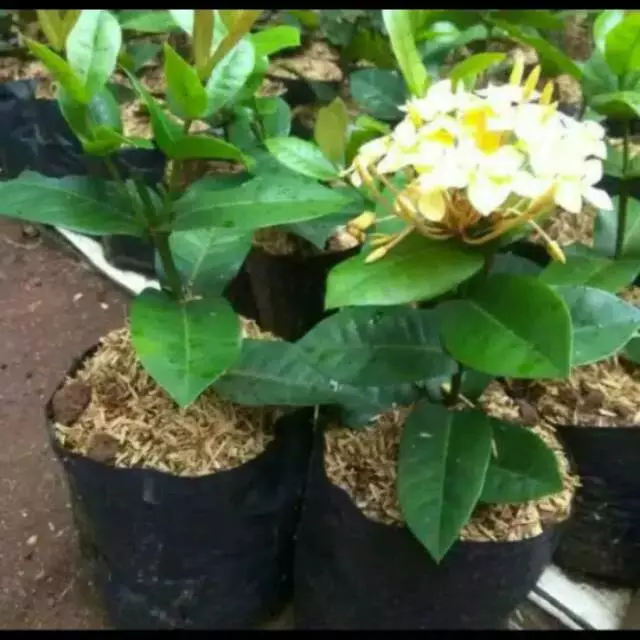 Tanaman hias asoka kuning jepang