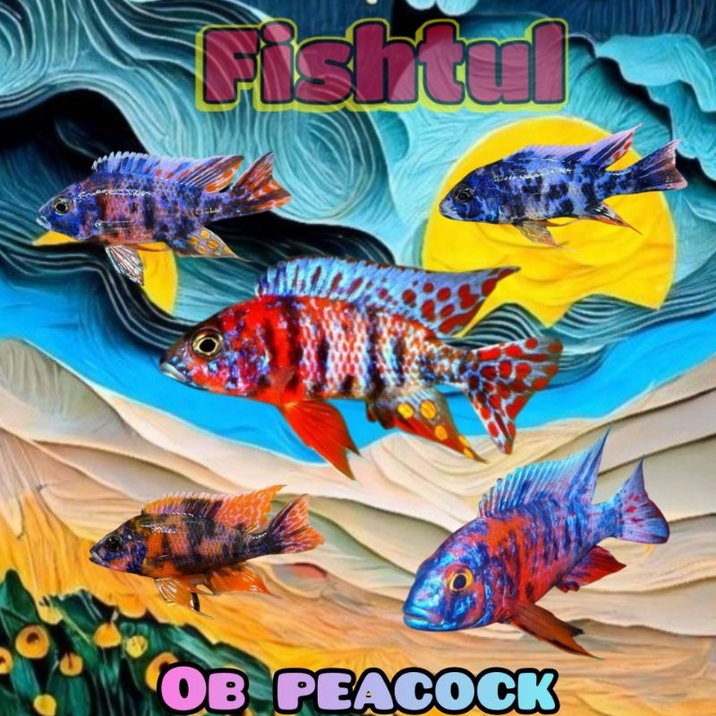 Cichlid OB Peacock Pilihan Warna Bagus