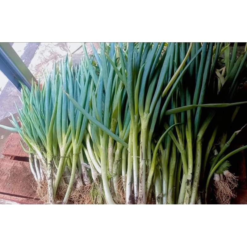 

Daun bawang 2000