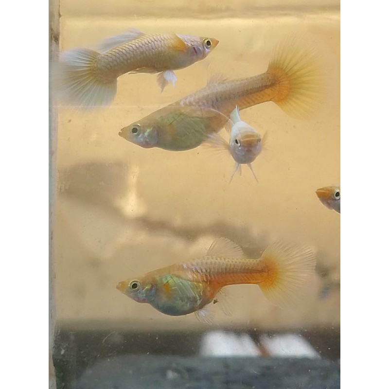 ikan hias/ikan guppy/guppy full gold