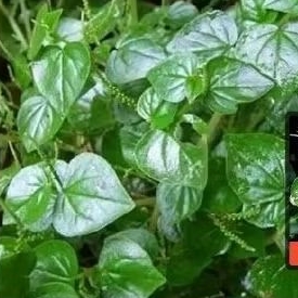 

HERBAL DAUN KETUMPANG/SIRIH CINA 250 GRM