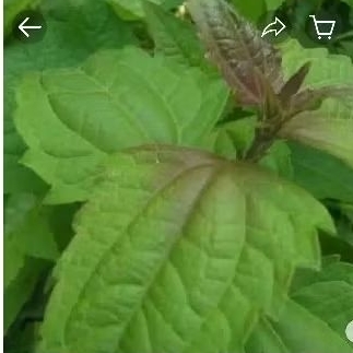 

DAUN BALAKACINDA/KOPSANDA/WEDUSAN HERBAL JUGA BISA BUAT BAHAN ECOPRINT200GRM