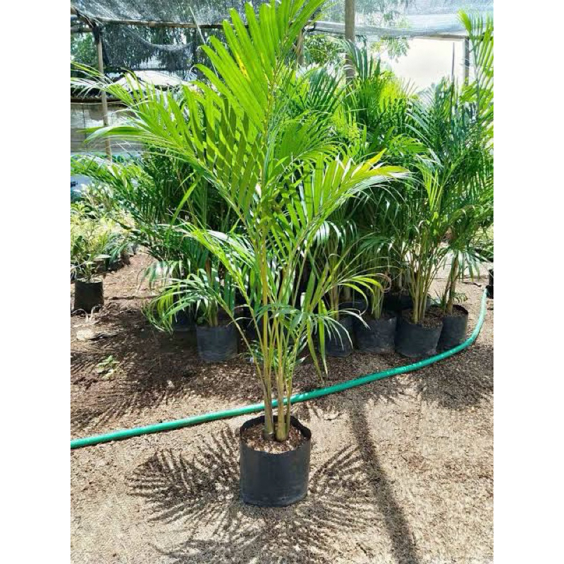 Tanaman Palem kuning rimbun tinggi 1 meter - Pohon palm kuning - Palem kuning