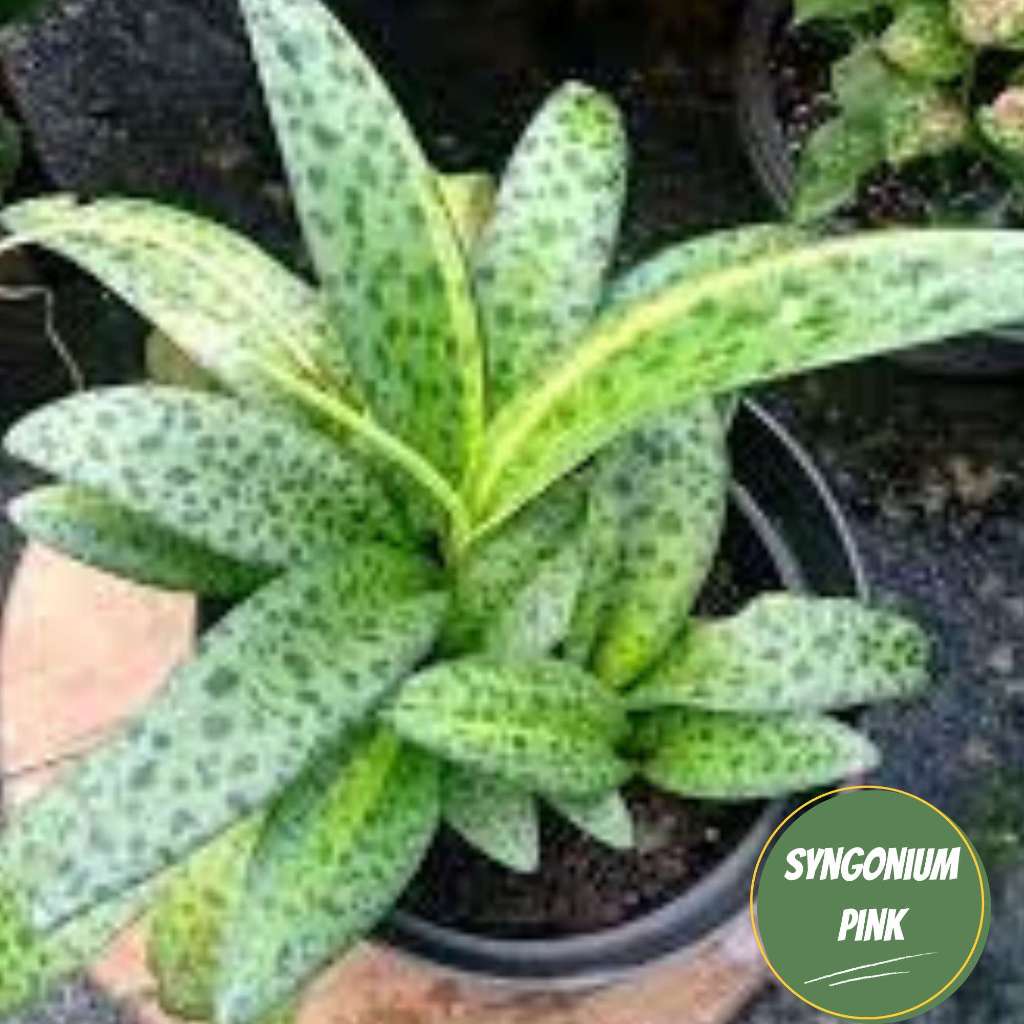 lidah katak varigata tanaman