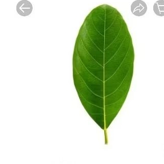 

DAUN NANGKA SEGAR/YG BARU LURUH HERBAL JUGA BISA BUAT KERAJINAN 30LMBR