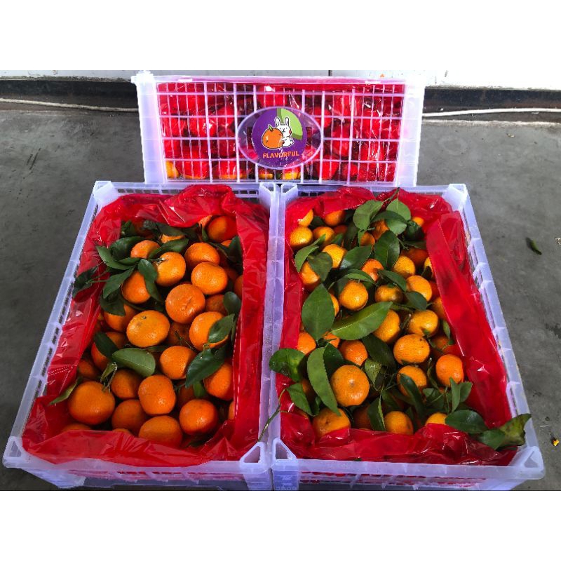 

Jeruk Santang Anggur Kurma Apel Pir dan Buah lainnya