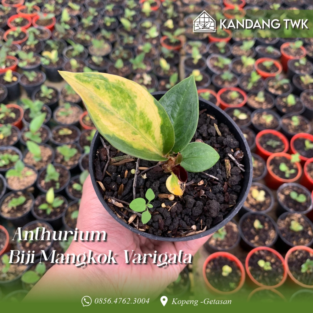 Anthurium Biji Mangkok Varigata