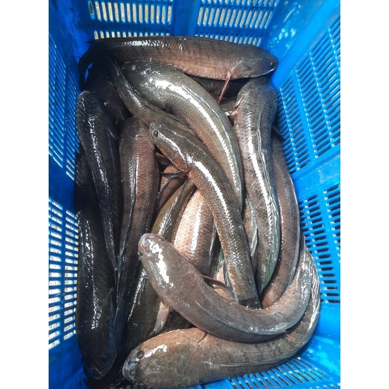 

Ikan Gabus Hidup Liar Rawa/Sawah 1kg (hidup - bersihkan; Pemulihan Luka Paska Operasi)