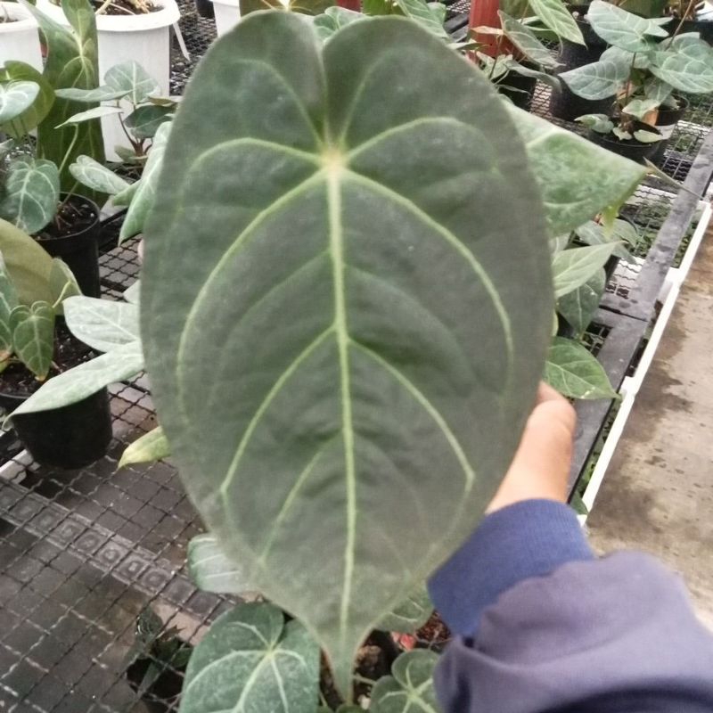 Silangan Anthurium Dark Dorayaki X Anthurium Papililaminum