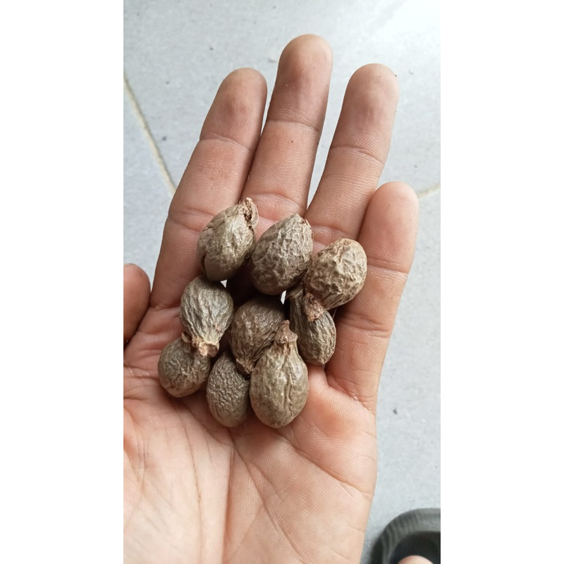 

BUAH TEMPAYANG, Buah kembang semangkuk, Beng ta hai, Antehai, Malva nut