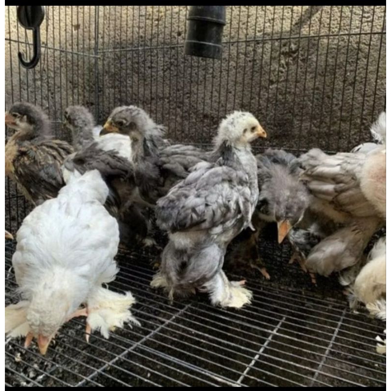 ayam Brahma anakan ready beli 10 gratis 1