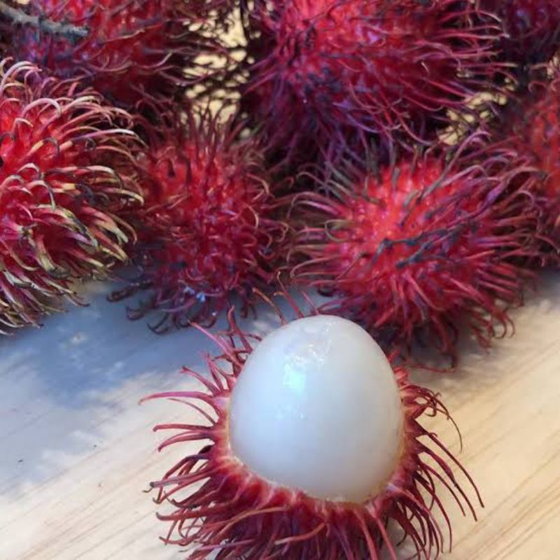 

Rambutan parakan _ 3ikat