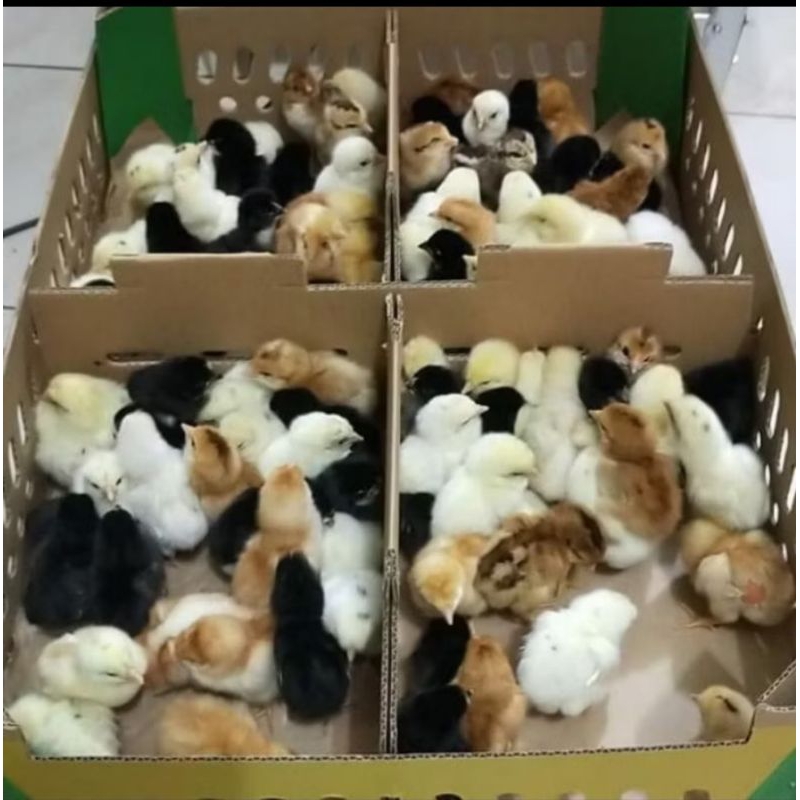 DOC AYAM KAMPUNG ASLI ( AKA )SUDAH DI VAKSIN sudah di vaksin