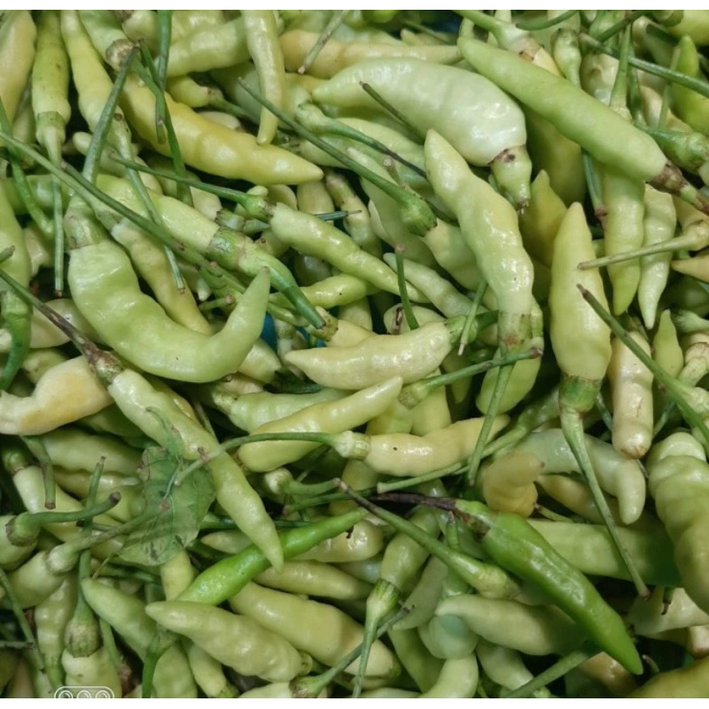 

Cabai / Lombok Hijau Lalap - 100gram
