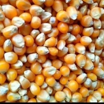 jagung pakan ayam jagung kering pakan burung 1kg