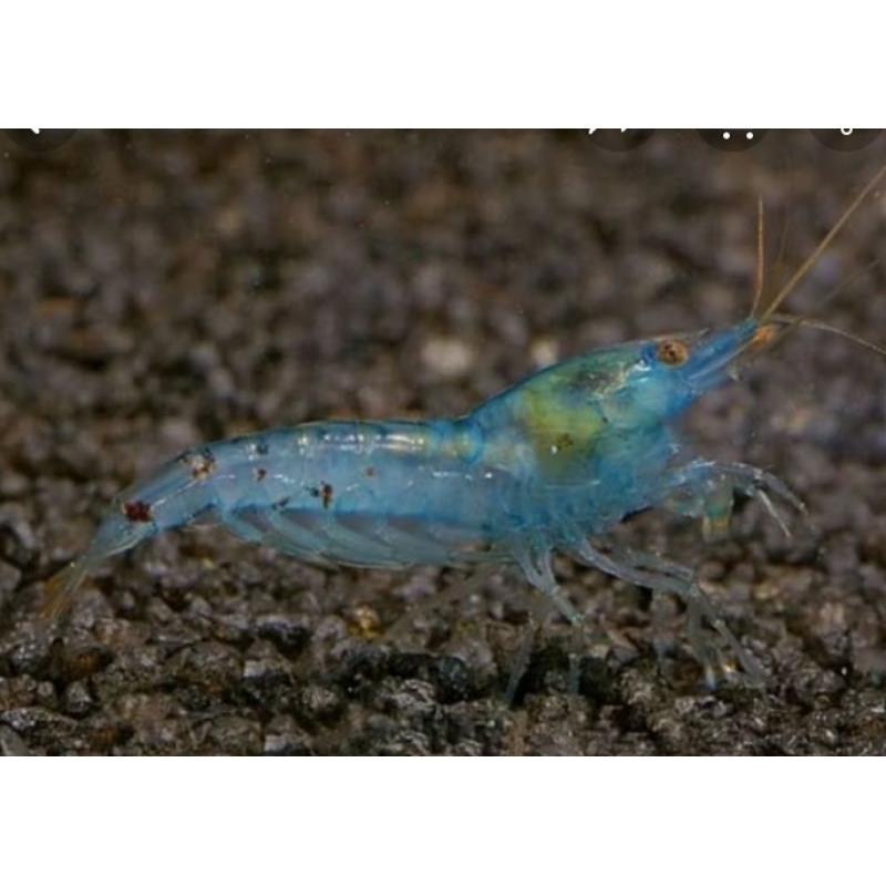 udang hias blue pol hiasan aquarium paket 30e