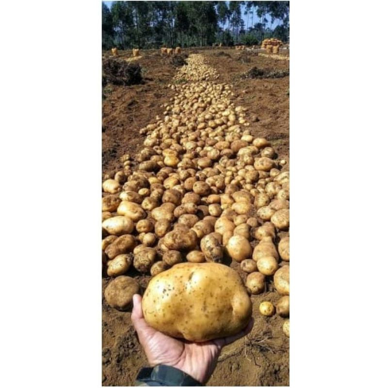 

KENTANG UKURAN KECIL / KENTANG UKURAN SIOMAY / KENTANG fresh