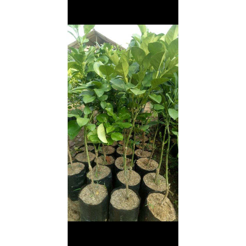bibit jeruk Bali hasil okulasi