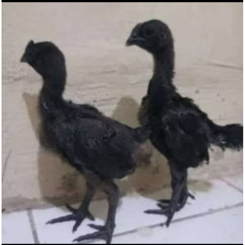 anakan ayam cemani tersedia dengan beberapa usia
