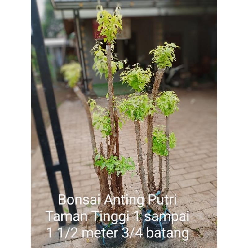 Bonsai Anting Putri Kuning Varigata