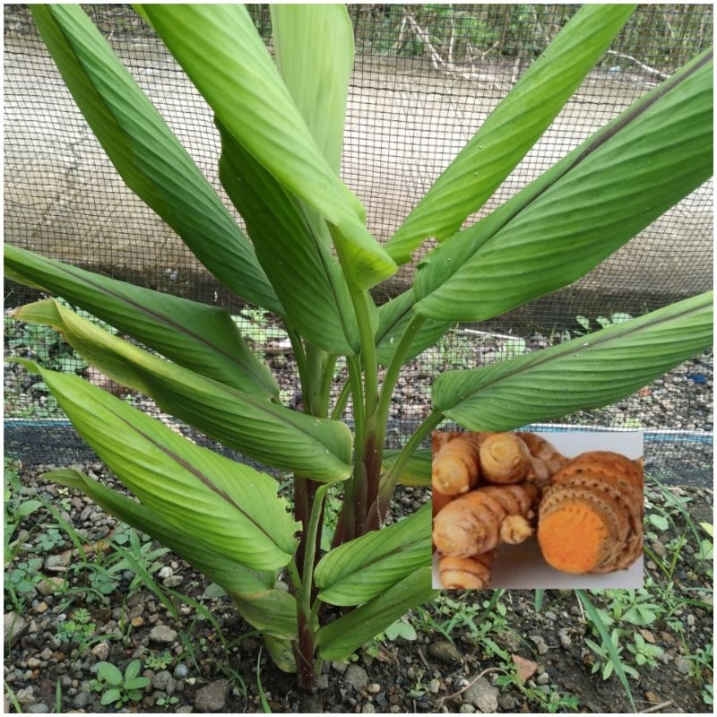 

Kunyit Gede/Koneng Gede (100 gr)