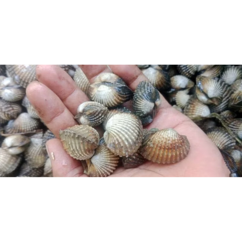 

Tepung Kerang Darah untuk pakan Ternak kemasan 1 kg