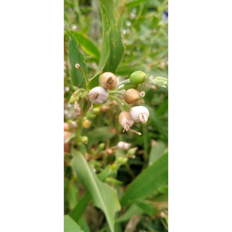

Biji buah jali jali biji buah jali jali asesoris biji buah jali jali tua biji buah jali jali hutan biji buah jali jali Medan bini buah jali jali abu abu