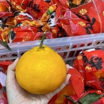 

Jeruk Papagan Chunjian