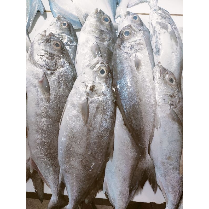 

Ikan Aji-Aji ( Pecak kulit ) 1kg