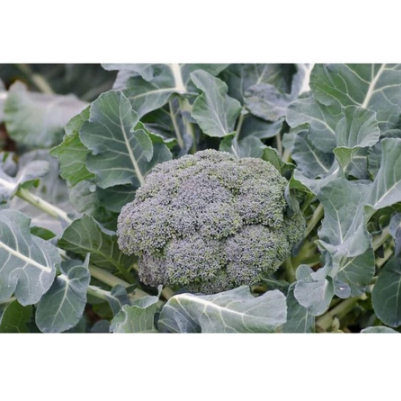 

25 BUTIR BENIH REPACK BROKOLI HIJAU