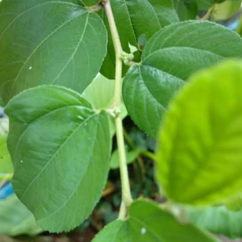 

Daun Bidara Arab 50 Lembar