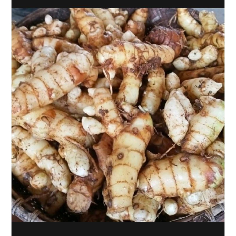 

Kunyit putih segar kemasan 1kg obat herbal