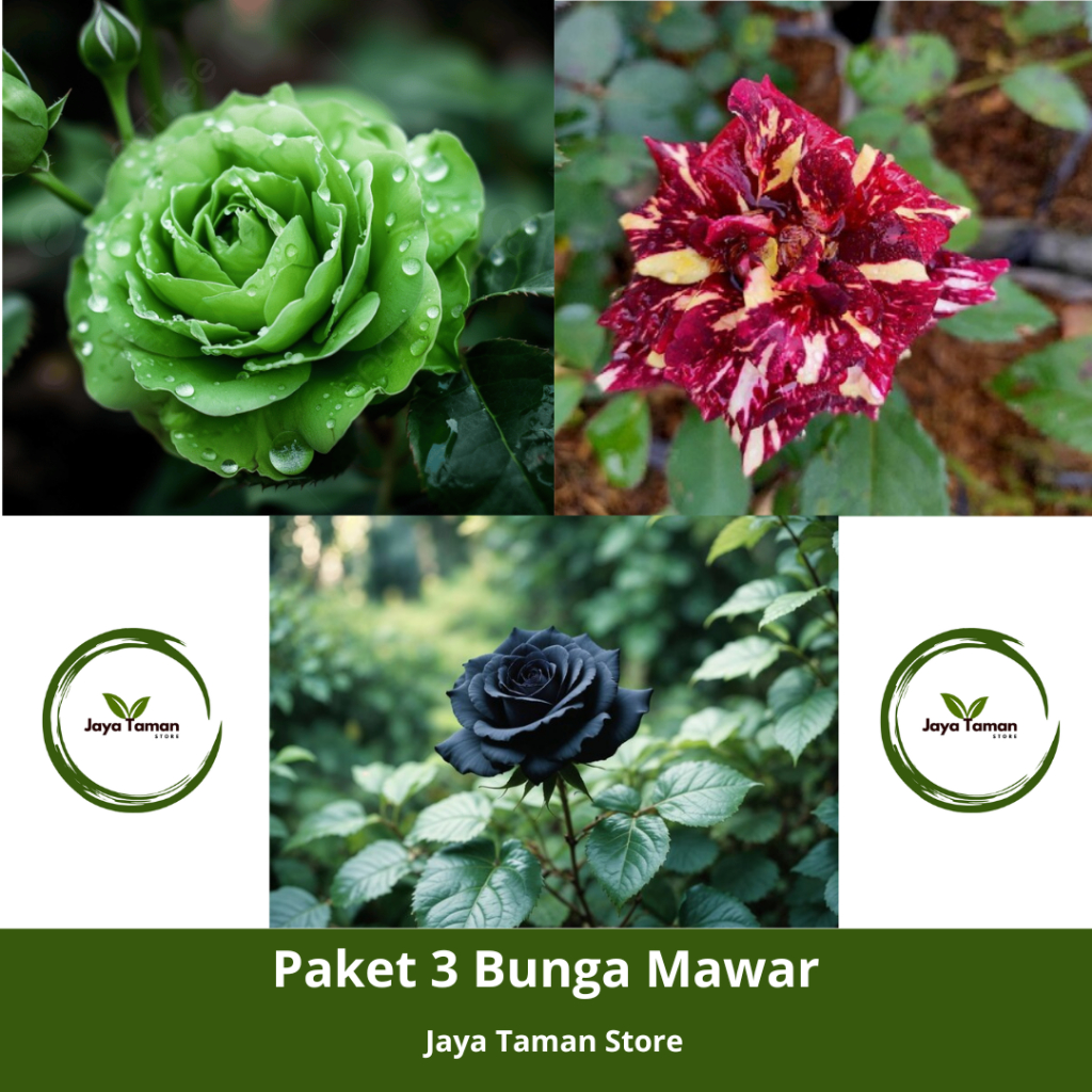 Promo Murah COD Paket 3 Bunga Mawar Hidup - Tanaman Hias Bunga Mawar Hidup