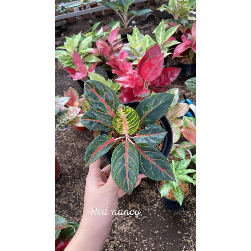 Aglaonema Red nancy ekonomis