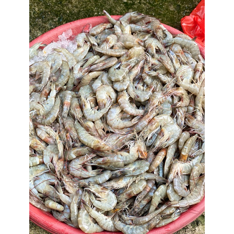 

UDANG SEGAR 35KG