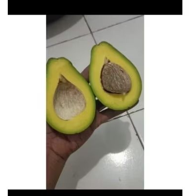 

alpukat mentega fresh per 5kilo