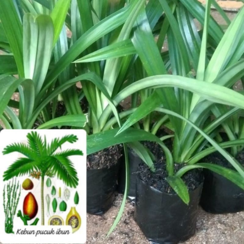 

daun pandan untuk pewangi bikin kue dan bubur kacang /5 lmbar