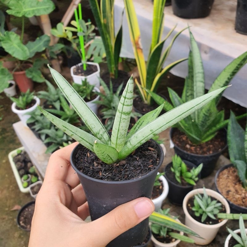Sansevieria Boncel Silver Platinum Cross Sansivera Sansi Boncel Platinum Sansevera Sansiviera