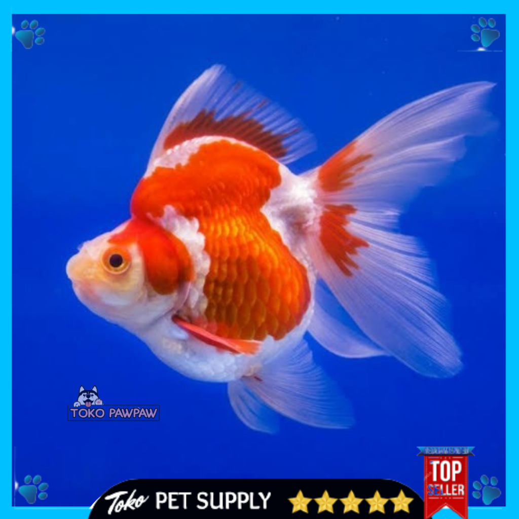 Ikan Koki Ryukin Ikan Hias Aquarium Aquascape Per Ekor